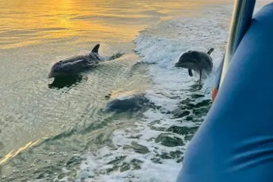 a dog swimming in a body of water