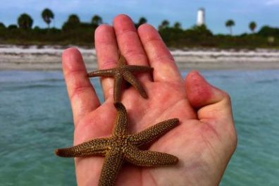 a starfish in a body of water