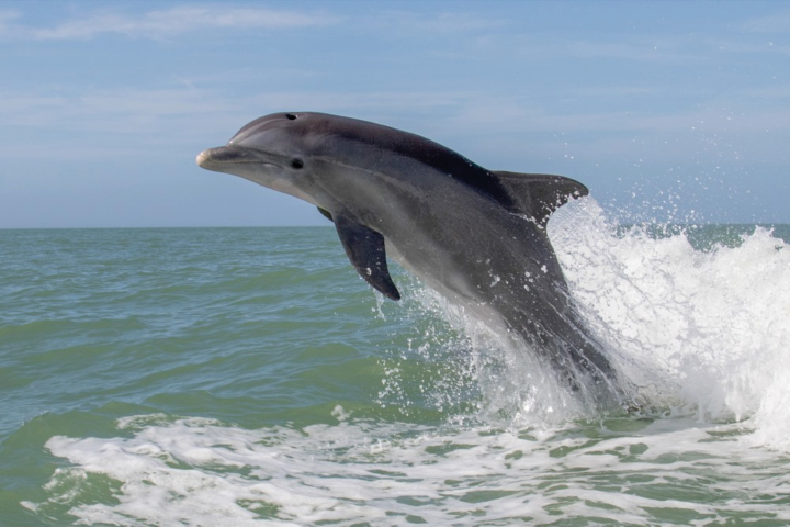 dolphin jumping out of the water